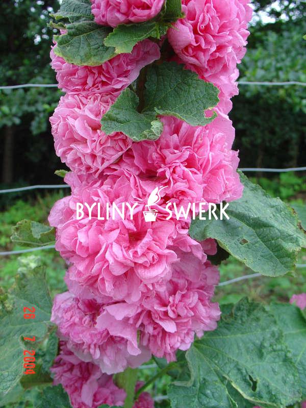 BYLINY - Malwa różowa
