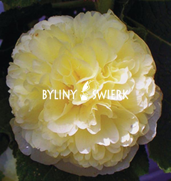 BYLINY - Malwa różowa