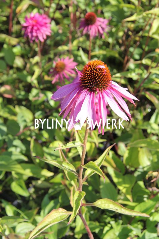 BYLINY - Jeżówka purpurowa