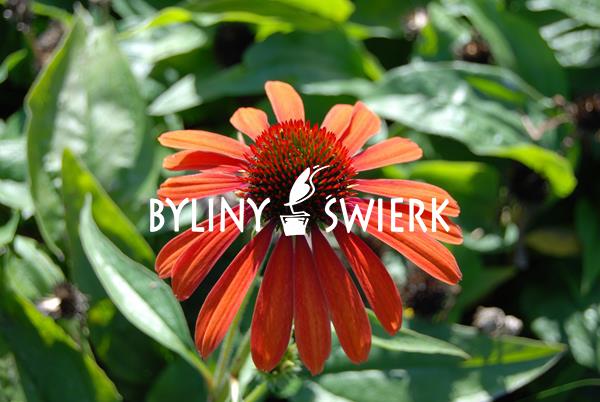 BYLINY - Jeżówka purpurowa