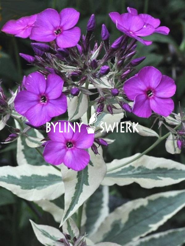BYLINY - Płomyk wiechowaty